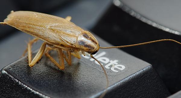 dead cockroach on keyboard