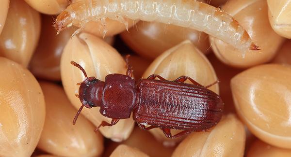 grain beetle in pantry