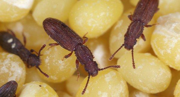 grain beetles infesting stored food products