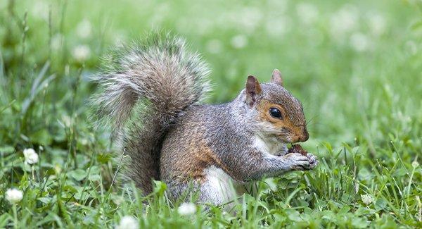 grey squirrel in the grass