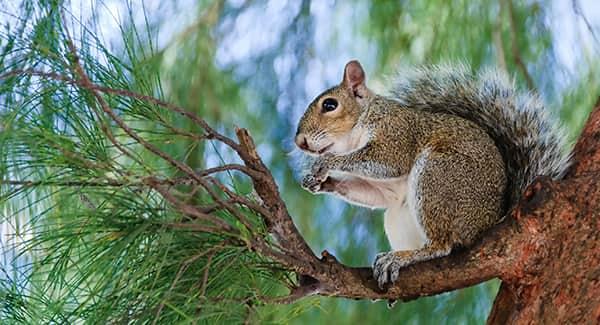 a squarrel eating while resting on a tree branch along a portland maine property