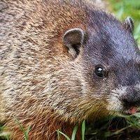 a groundhog looking for food in a yard