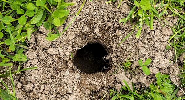 vole hole in ground