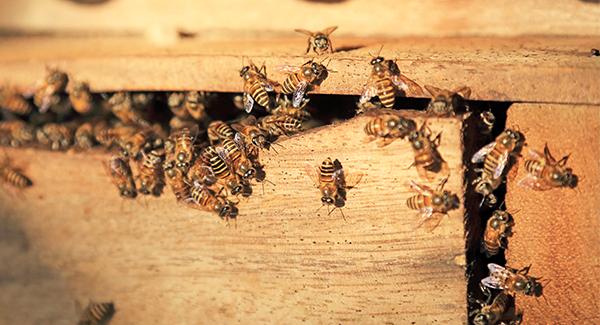 honey bees up close