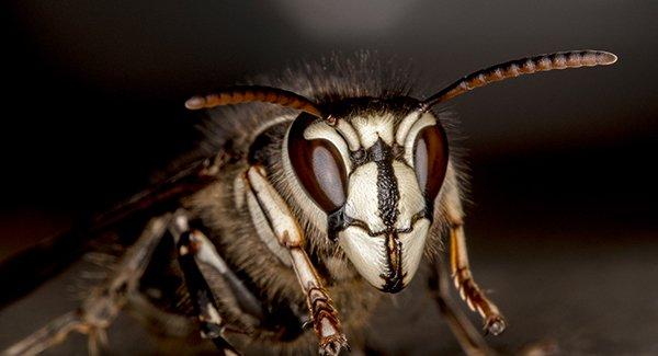 hornet landing on a table up close