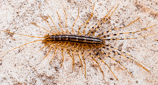 house centipede in basement