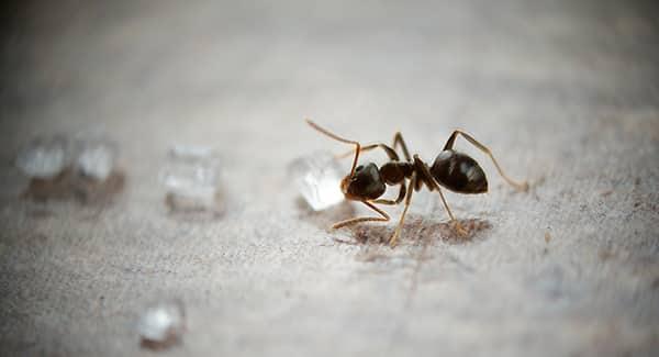 an odorous ant sucking on a water drop as its colony is infesting a southern portland maine home