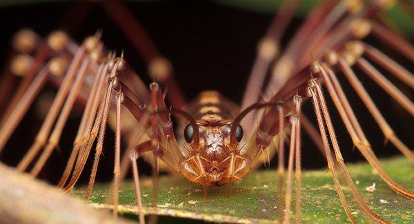 a centipede on a leaf