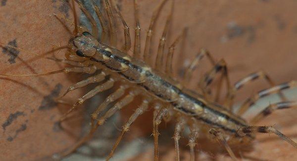 house centipede on a wall
