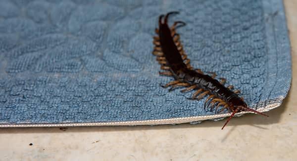 centipede on a rug