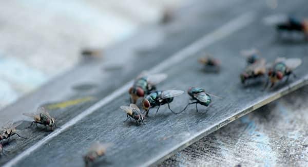 a large colony of flies infesting a home in worcester