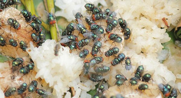 house flies sitting on rice