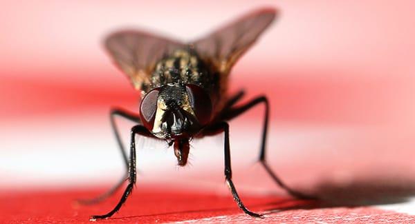 a house fly in a south portland home during the holiday season