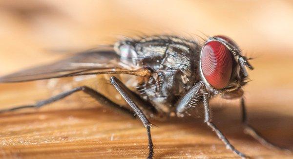 a house fly on a wooden table