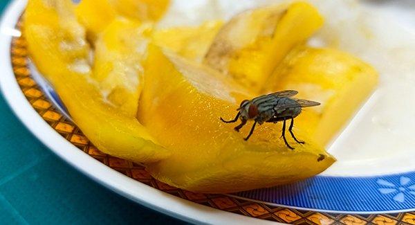 house fly on food on a plate