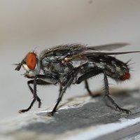 a house fly on a kitchen surface