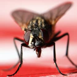 house fly on picnic table