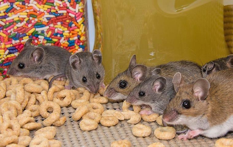 Mice eating cereal inside of a kitchen pantry