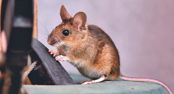 a mouse on a table