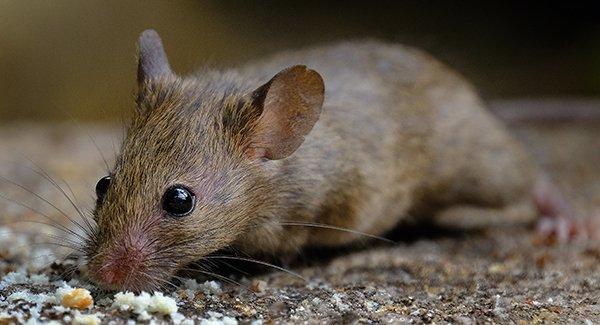 a mouse in a garage