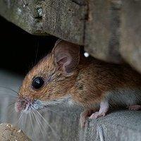 a house mouse looking for an entry point