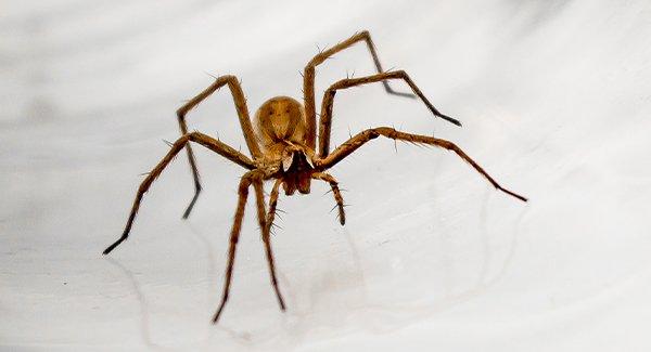 a house spider on white surface