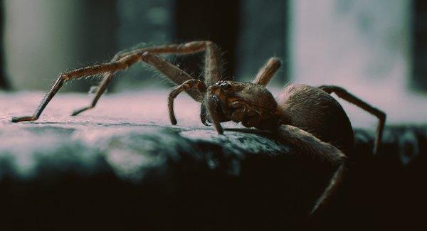 close up view of a spider on a table