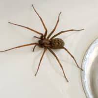 house spider in sink