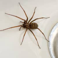 It's spider mating season: Why you're seeing spiders in your home now