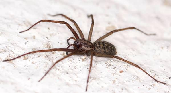 spider on white wall