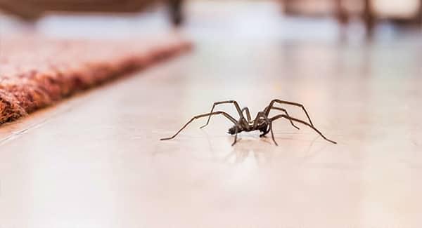 a long legged house spider scurrying along the floor of a new england home