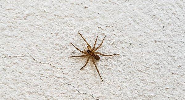 a house spider on a wall