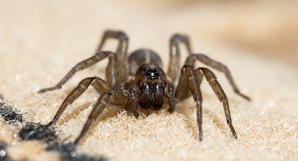 house spider crawling on carpet