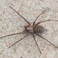 house spider on a tile