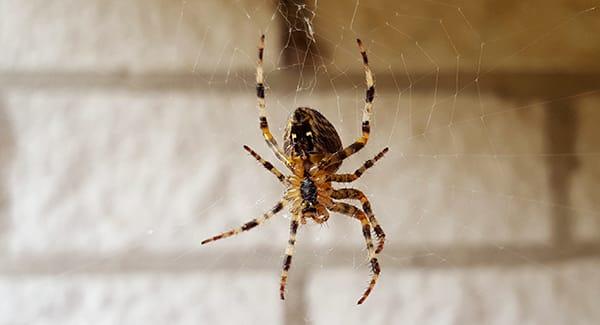 a common house spider hanging from its web as it dangles upside down in a worcester massachusettes home basement