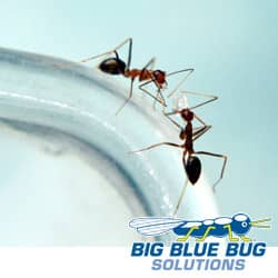 ants on a glass rim in rhode island