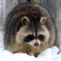 raccoon walking through snow