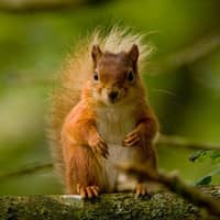 image of a squirrel