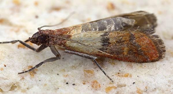 How Pantry Moths Get Into Southern Maine Pantries