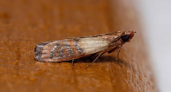 an indian meal moth in a kitchen