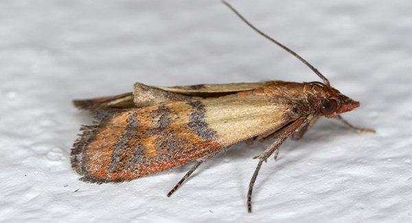 an indian meal moth on a white surface