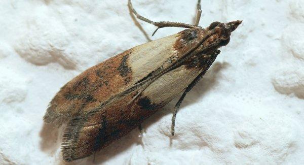 an indian meal moth crawling in a cupboard