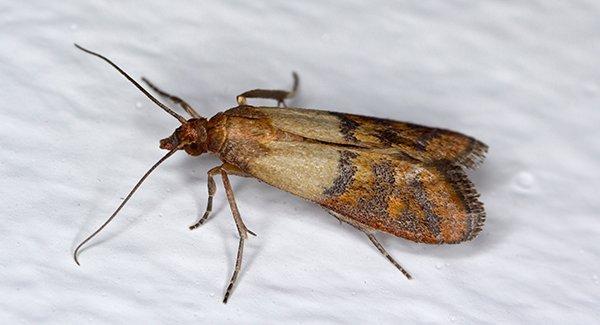 an indian meal moth on white surface