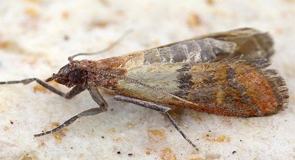 an indian meal moth ina food pantry