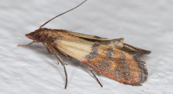 an indian meal moth in a food pantry