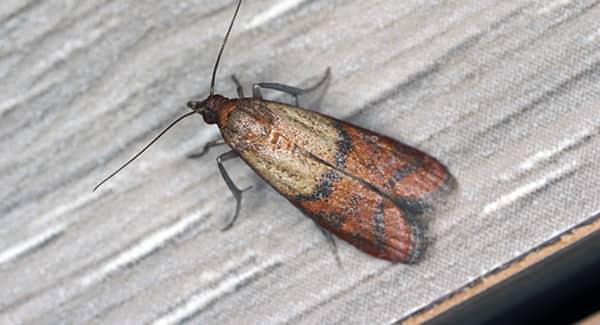 a red and golden indian meal moth crawling up the wall pf a food pantry in a new england home