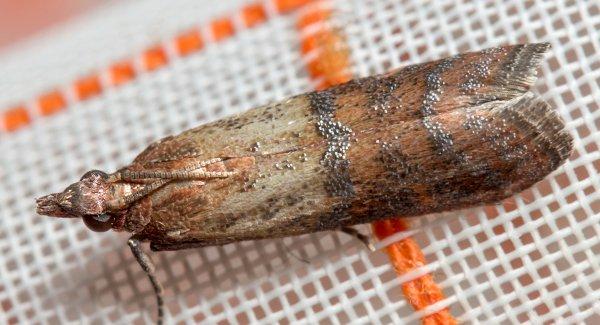 indian meal moth on a food bag