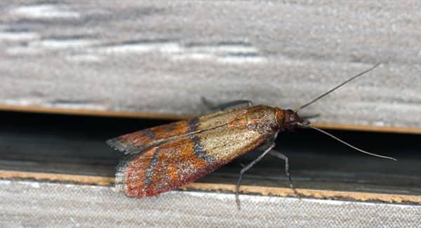 an indian meal moth crawling along a pantry shelving unit in a south portland home