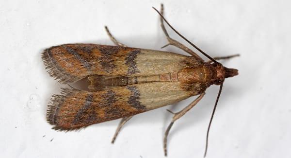 Moth Larvae on Your Kitchen Ceiling? Here's What to Do!