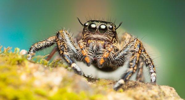 a jumping spider in a garden